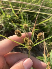 Cyperus retrorsus