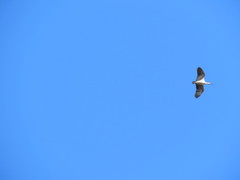 Theristicus caerulescens