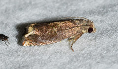 Epiblema luctuosissima