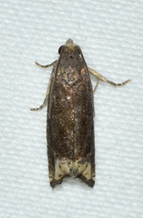 Epiblema luctuosissima