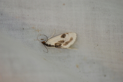 Cliniodes ostreonalis