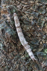 Dysgonia stuposa