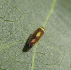 Colladonus montanus montanus