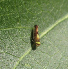 Colladonus montanus montanus