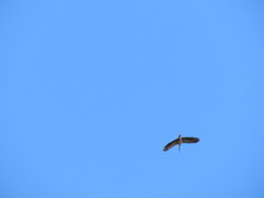 Theristicus caerulescens
