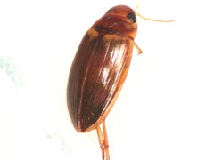 Copelatus debilis