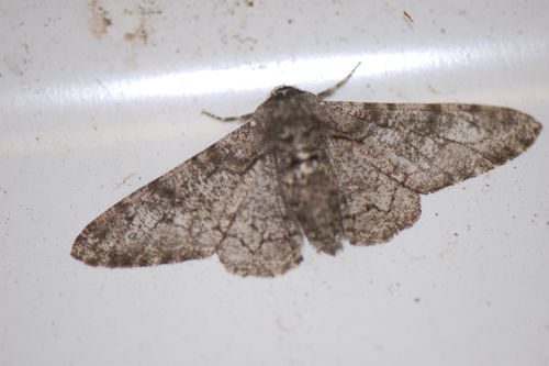 Peppered moth