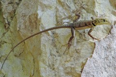 Tropidurus melanopleurus