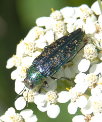Buprestis confluenta