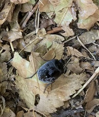 Eusattus reticulatus