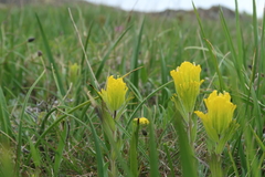 Castilleja levisecta