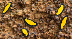 Xanthyris flaveolata