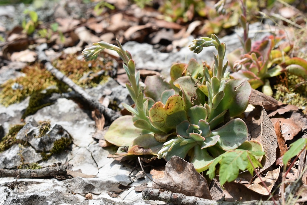 Echeveria cerrograndensis, Minatitlán, COL, MX