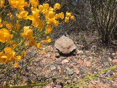 Chelonoidis chilensis