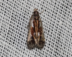 Dichomeris ochripalpella