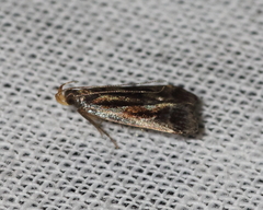 Dichomeris ochripalpella