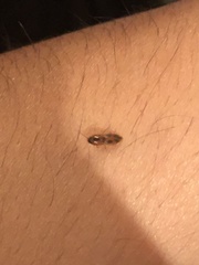 Aeolus mellillus