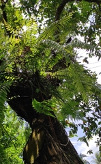 Nephrolepis