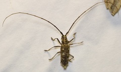 Monochamus titillator