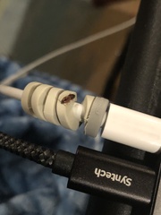 Aeolus mellillus