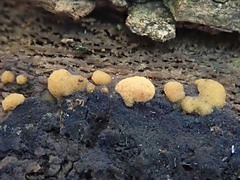 Sphaerosporium lignatile