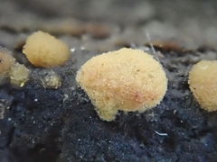 Sphaerosporium lignatile