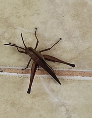 Acrididae