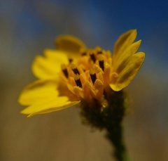 Holocarpha virgata virgata