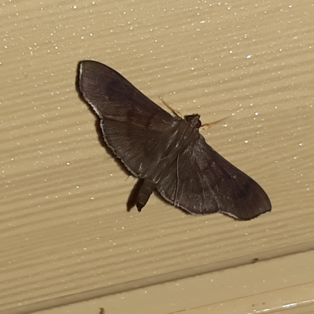 Omiodes humeralis