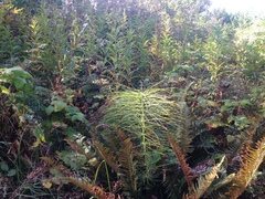 Equisetum telmateia