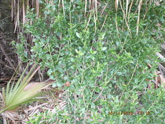 Baccharis halimifolia image