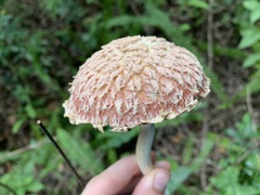 Boletellus ananas image