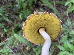Boletellus ananas image