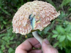 Boletellus ananas image