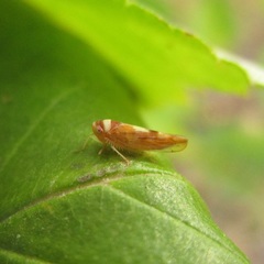 Colladonus montanus montanus