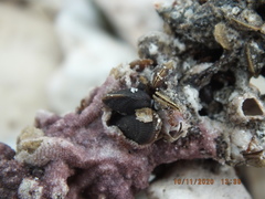 Brachidontes