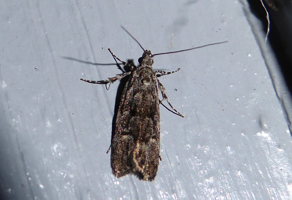 Izatha copiosella