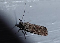Izatha copiosella