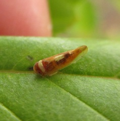 Colladonus montanus montanus