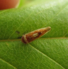 Colladonus montanus montanus