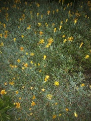 Euryops pectinatus