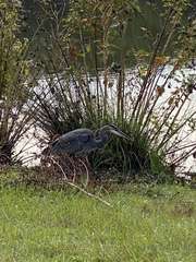 Ardea herodias