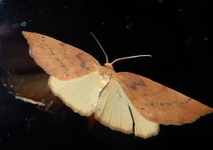 Sestra humeraria