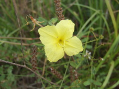 Calylophus