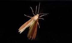 Sestra humeraria