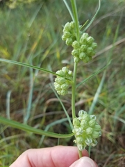Asclepias stenophylla