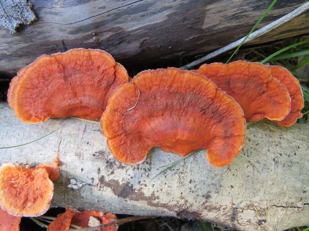 Trametes sanguinea · August 2017 · photo: © nicoolejnik (iNaturalist, cc-by)