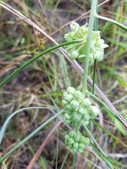 Asclepias stenophylla