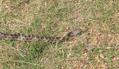 Lampropeltis calligaster