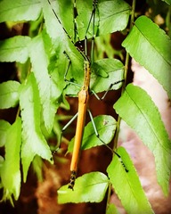 Tithonophasma tithonus